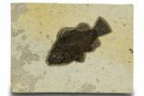 Detailed Fossil Fish (Cockerellites) - Wyoming #327959-1